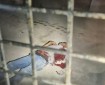 8 شهداء و21 مصابا برصاص قوات الاحتلال المقتحمة لمدينة جنين ومخيمها