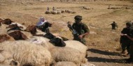 قوات الاحتلال تداهم أراضي المواطنين وتحتجز رعاة أغنام في الأغوار الشمالية