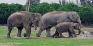 أقمار اصطناعية لحماية الفيلة من الصيد
