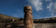 اكتشاف شجرة متحجرة عمرها 20 مليون عام في اليونان
