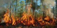 الأردن: حريق هائل يطال 1200 دونم من الأشجار الجافة في إربد