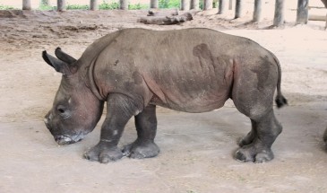 وحيد القرن يعود إلى موزمبيق بعد 40 عاما من انقراضه