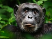 نفوق «فانا» أكبر شمبانزي في غينيا