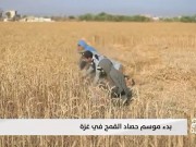 بدء موسم حصاد القمح في غزة