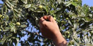 صور|| حصاد العناب.. موسم قصير وعائد وفير لمزارعي غزة